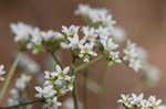 Early saxifrage